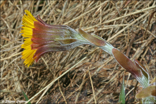 Tussilago farfara / Tossilaggine comune