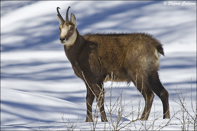 Camosci al Gran Paradiso - Rupicapra rupicapra