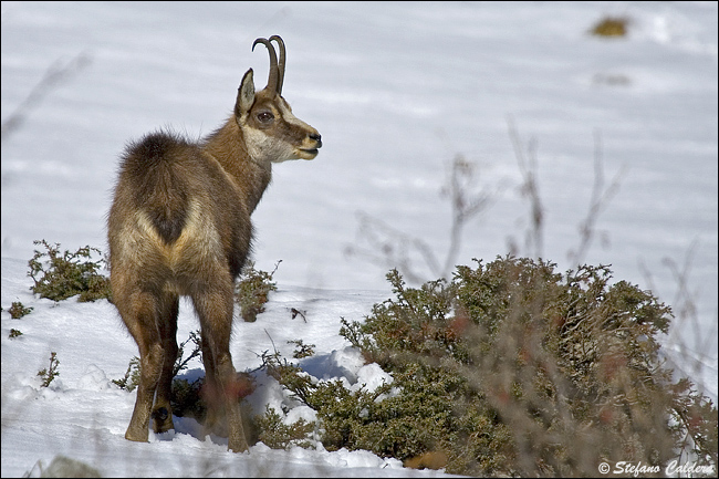 Camosci al Gran Paradiso - Rupicapra rupicapra