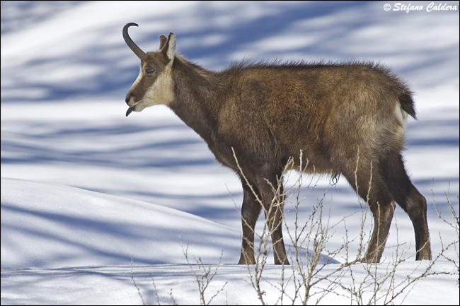 Camosci al Gran Paradiso - Rupicapra rupicapra