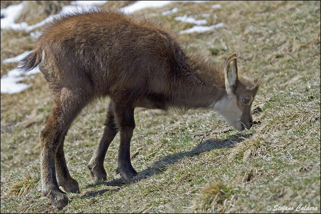 Camosci al Gran Paradiso - Rupicapra rupicapra