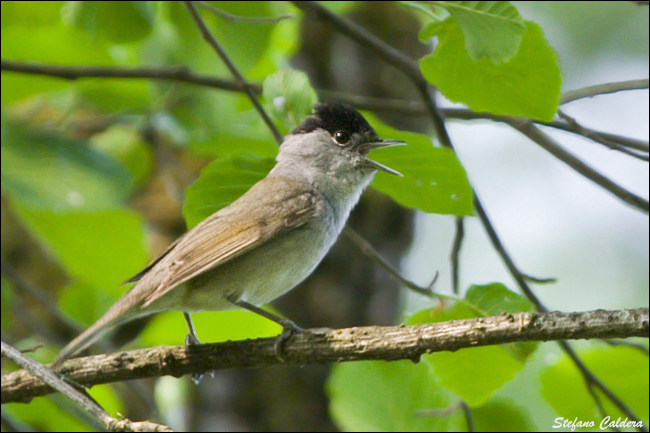 Capinera, Sylvia atricapilla. dieta nella stagione di mezzo.