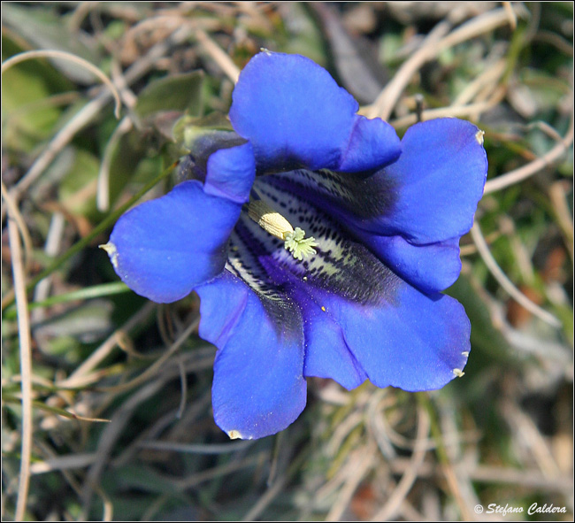 Genziana di Clusius - Gentiana clusii