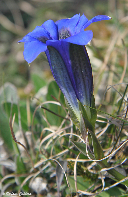 Genziana di Clusius - Gentiana clusii