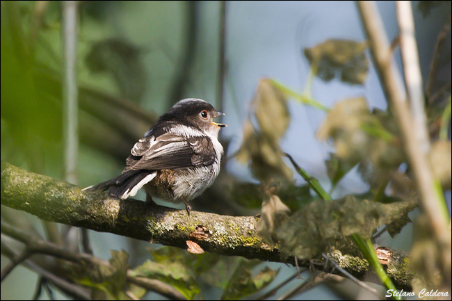 Codibugnolo - Aegithalos caudatus