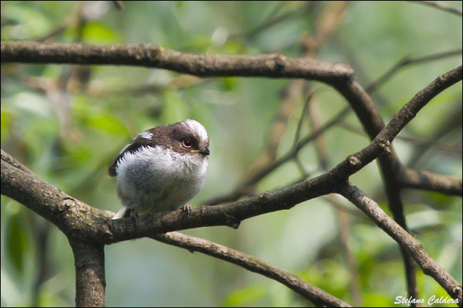 Codibugnolo - Aegithalos caudatus