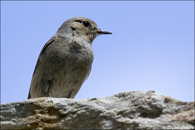 Codirosso spazzacamino (Phoenicurus ochruros).