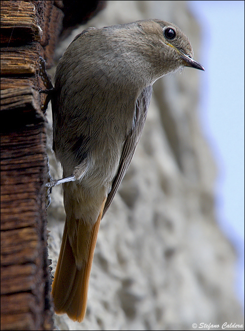 Codirosso spazzacamino (Phoenicurus ochruros).