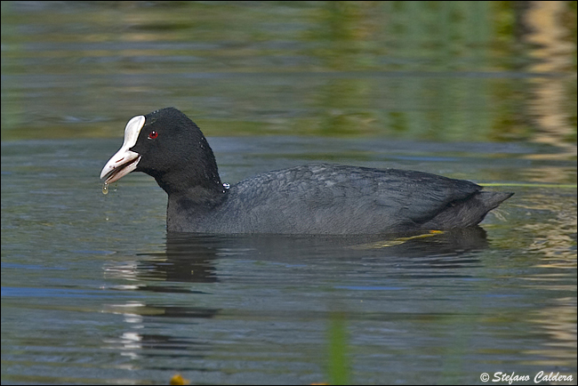 Folaga - Fulica atra