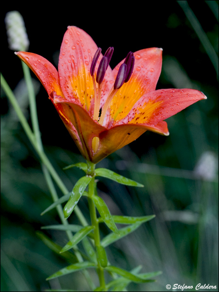 Lilium bulbiferum subsp. croceum / Giglio di S.Giovanni