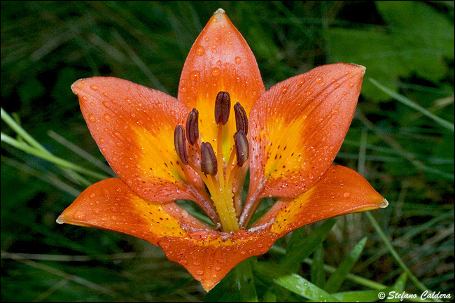 Lilium bulbiferum subsp. croceum / Giglio di S.Giovanni