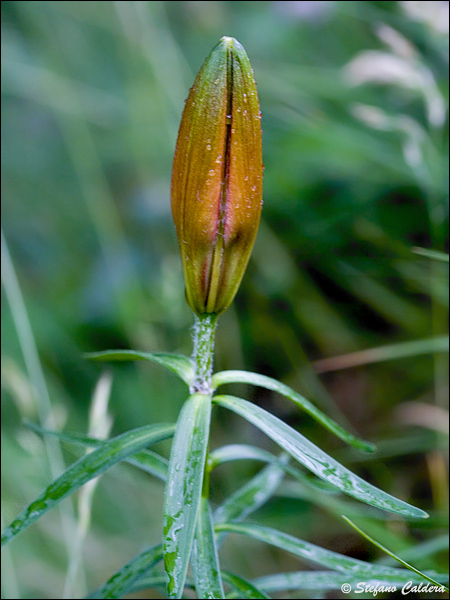 Lilium bulbiferum subsp. croceum / Giglio di S.Giovanni