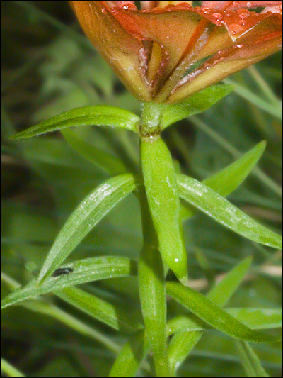 Lilium bulbiferum subsp. croceum / Giglio di S.Giovanni