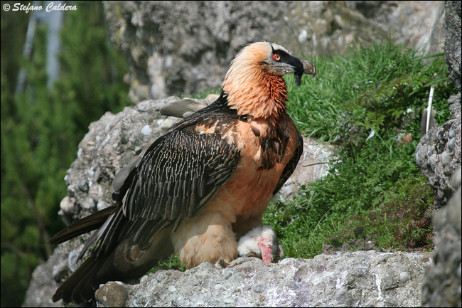 Gipeto - Gypaetus barbatus, in cattivit e in natura