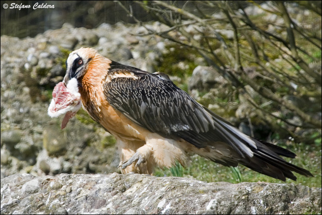 Gipeto - Gypaetus barbatus, in cattivit e in natura