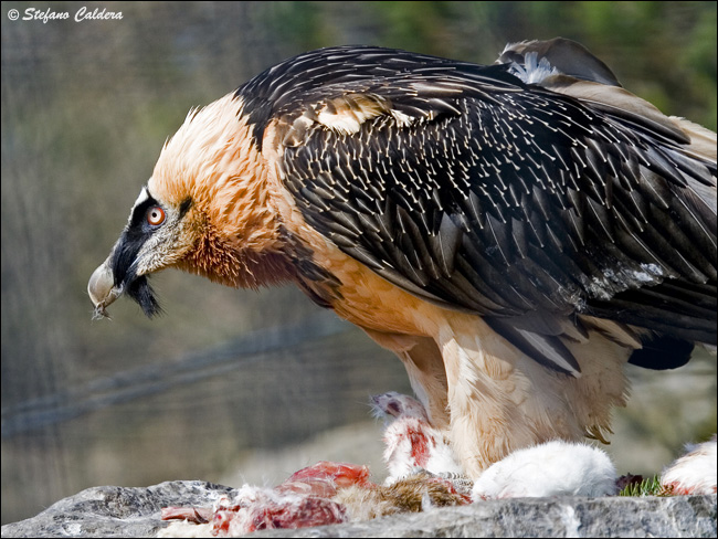 Gipeto - Gypaetus barbatus, in cattivit e in natura