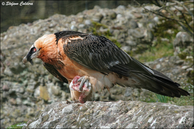 Gipeto - Gypaetus barbatus, in cattivit e in natura