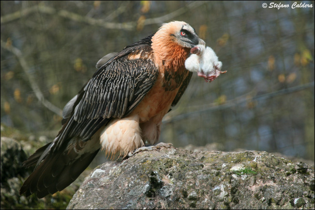 Gipeto - Gypaetus barbatus, in cattivit e in natura