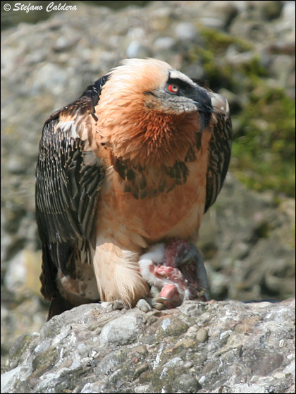 Gipeto - Gypaetus barbatus, in cattivit e in natura