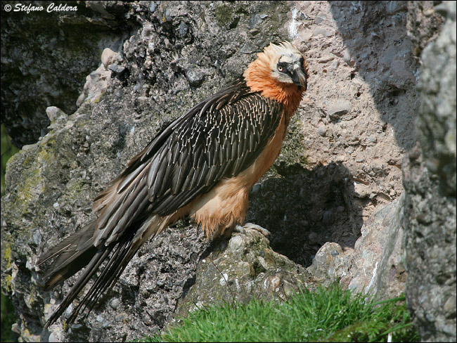 Gipeto - Gypaetus barbatus, in cattivit e in natura