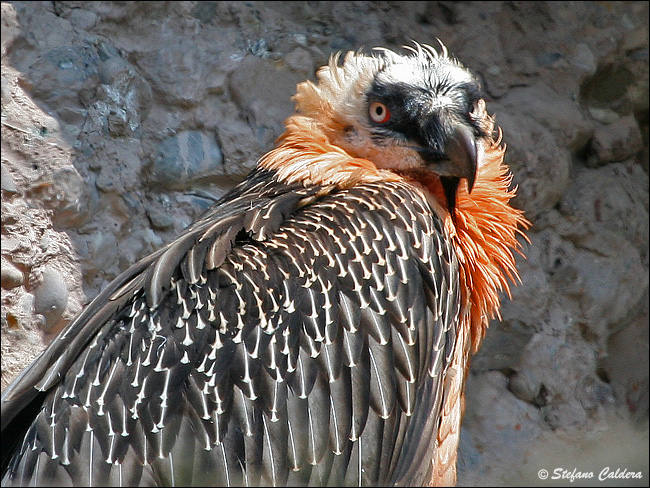 Gipeto - Gypaetus barbatus, in cattivit e in natura