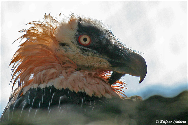 Gipeto - Gypaetus barbatus, in cattivit e in natura