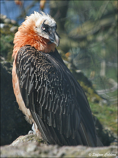 Gipeto - Gypaetus barbatus, in cattivit e in natura