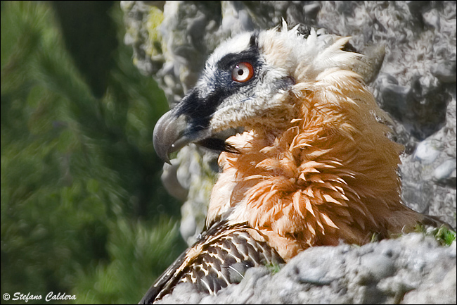 Gipeto - Gypaetus barbatus, in cattivit e in natura