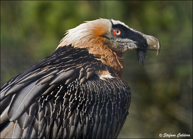 Gipeto - Gypaetus barbatus, in cattivit e in natura