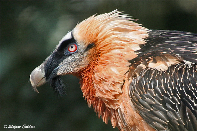 Gipeto - Gypaetus barbatus, in cattivit e in natura