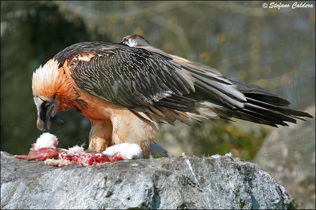 Gipeto - Gypaetus barbatus, in cattivit e in natura