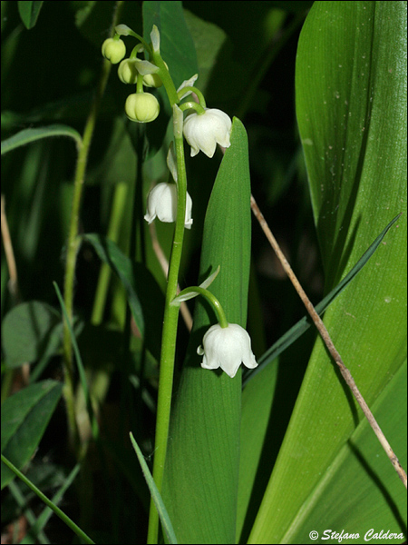 Convallaria majalis / Mughetto