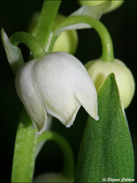 Convallaria majalis / Mughetto