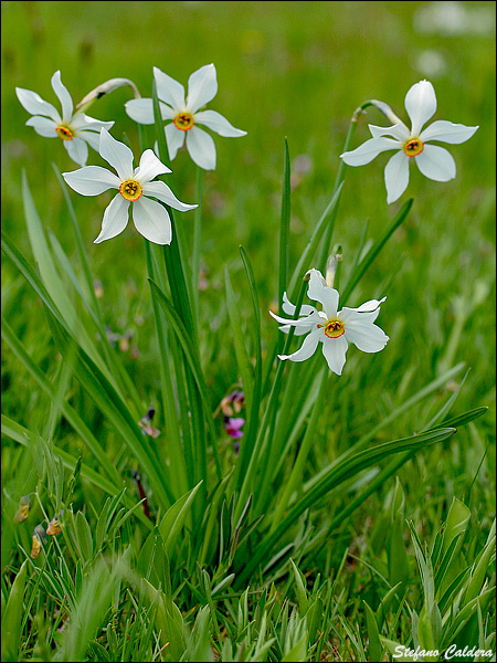 Narcissus poeticus / Narciso dei poeti , Narciso selvatico