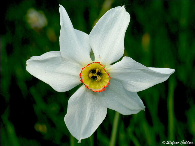 Narcissus poeticus / Narciso dei poeti , Narciso selvatico