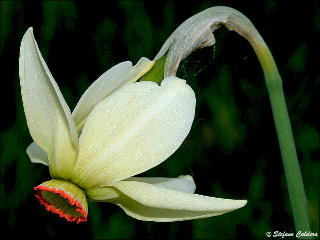 Narcissus poeticus / Narciso dei poeti , Narciso selvatico