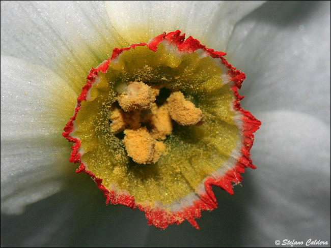 Narcissus poeticus / Narciso dei poeti , Narciso selvatico