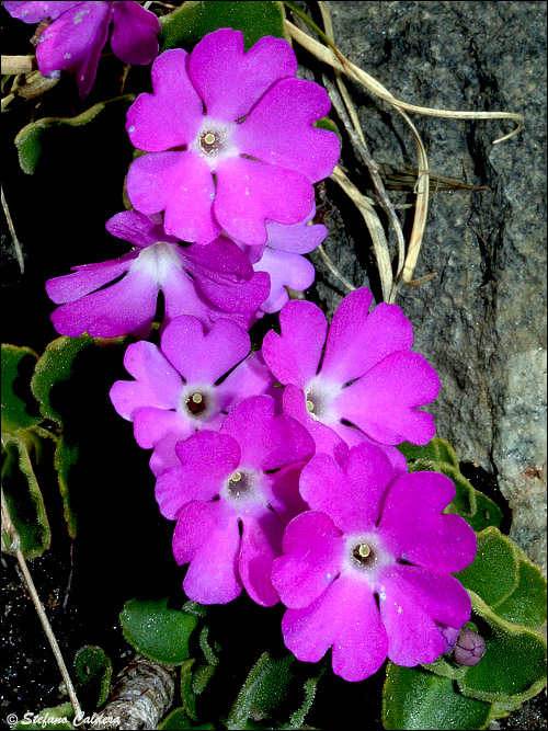 Primula hirsuta / Primula irsuta, orecchia d''orso rossa