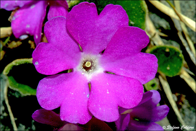 Primula hirsuta / Primula irsuta, orecchia d''orso rossa