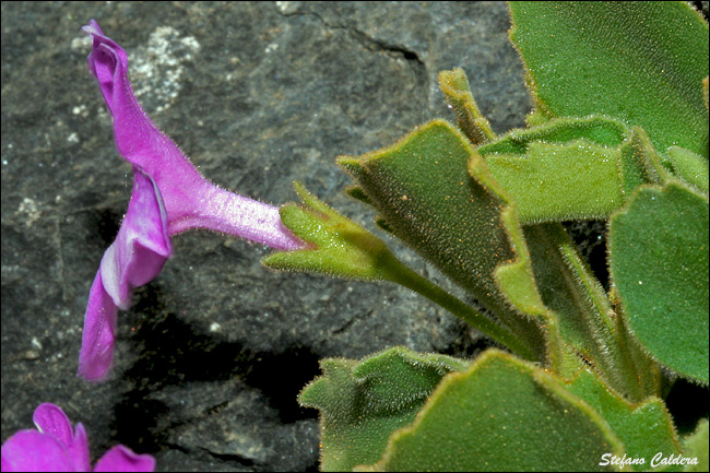 Primula hirsuta / Primula irsuta, orecchia d''orso rossa