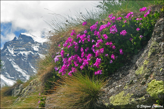 Primula hirsuta / Primula irsuta, orecchia d''orso rossa