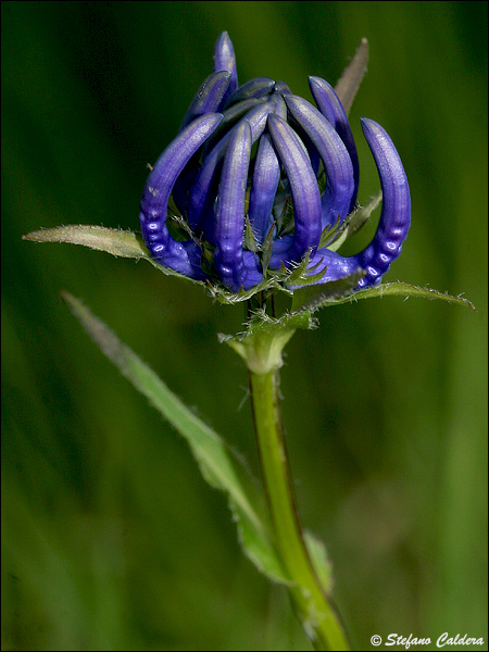 Phyteuma orbiculare / Raponzolo orbiculare