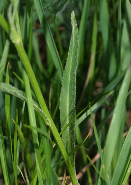 Phyteuma orbiculare / Raponzolo orbiculare