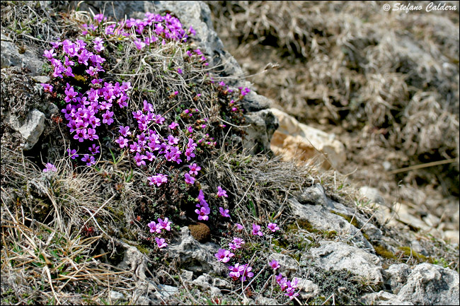 Saxifraga oppositifolia / Sassifraga a foglie opposte