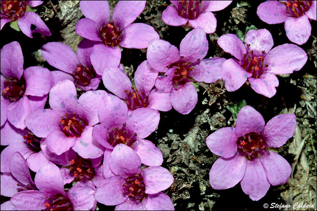 Saxifraga oppositifolia / Sassifraga a foglie opposte