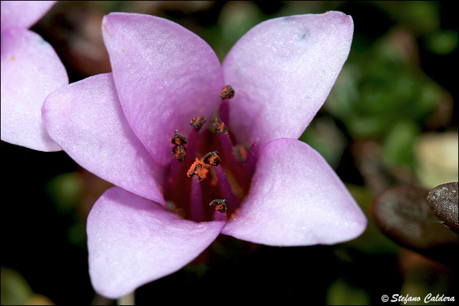 Saxifraga oppositifolia / Sassifraga a foglie opposte