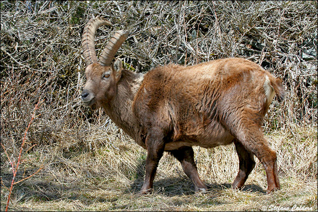 Stambecco con un corno spezzato - Capra ibex