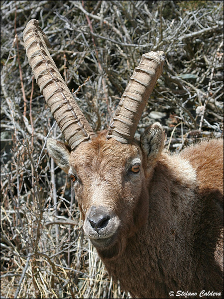 Stambecco con un corno spezzato - Capra ibex