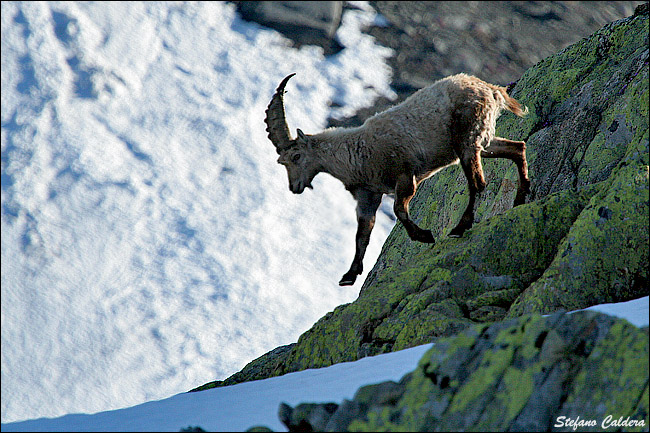 Stambecco in picchiata