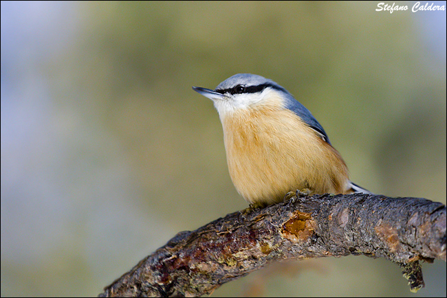 Picchio muratore, Sitta europea